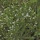 Galium palustre