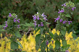 Ballota nigra Black Horehound