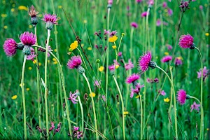 Cirsium dissectum Meadow Thistle