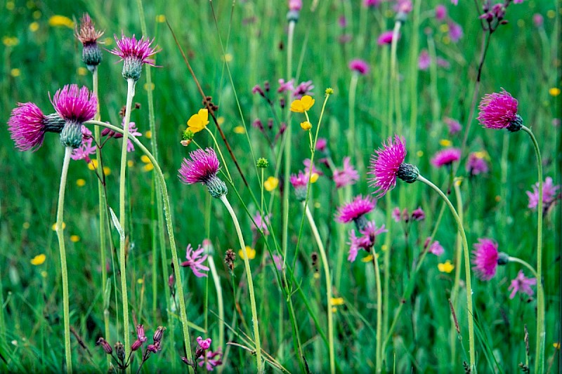 Cirsium dissectum - © Charles Hipkin