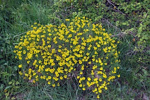 Genista hispanica Spanish Gorse