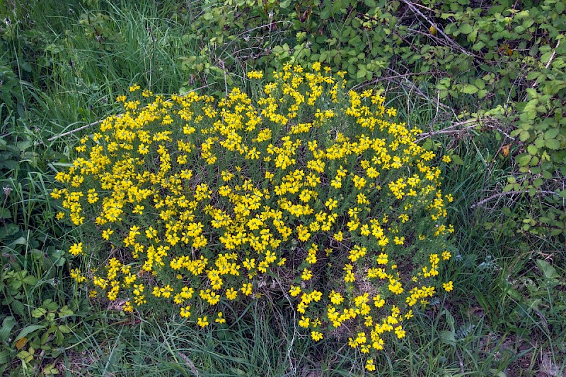 Genista hispanica - © Charles Hipkin