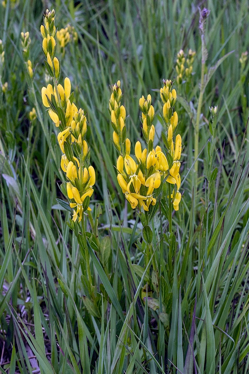 Genista tinctoria - © Charles Hipkin