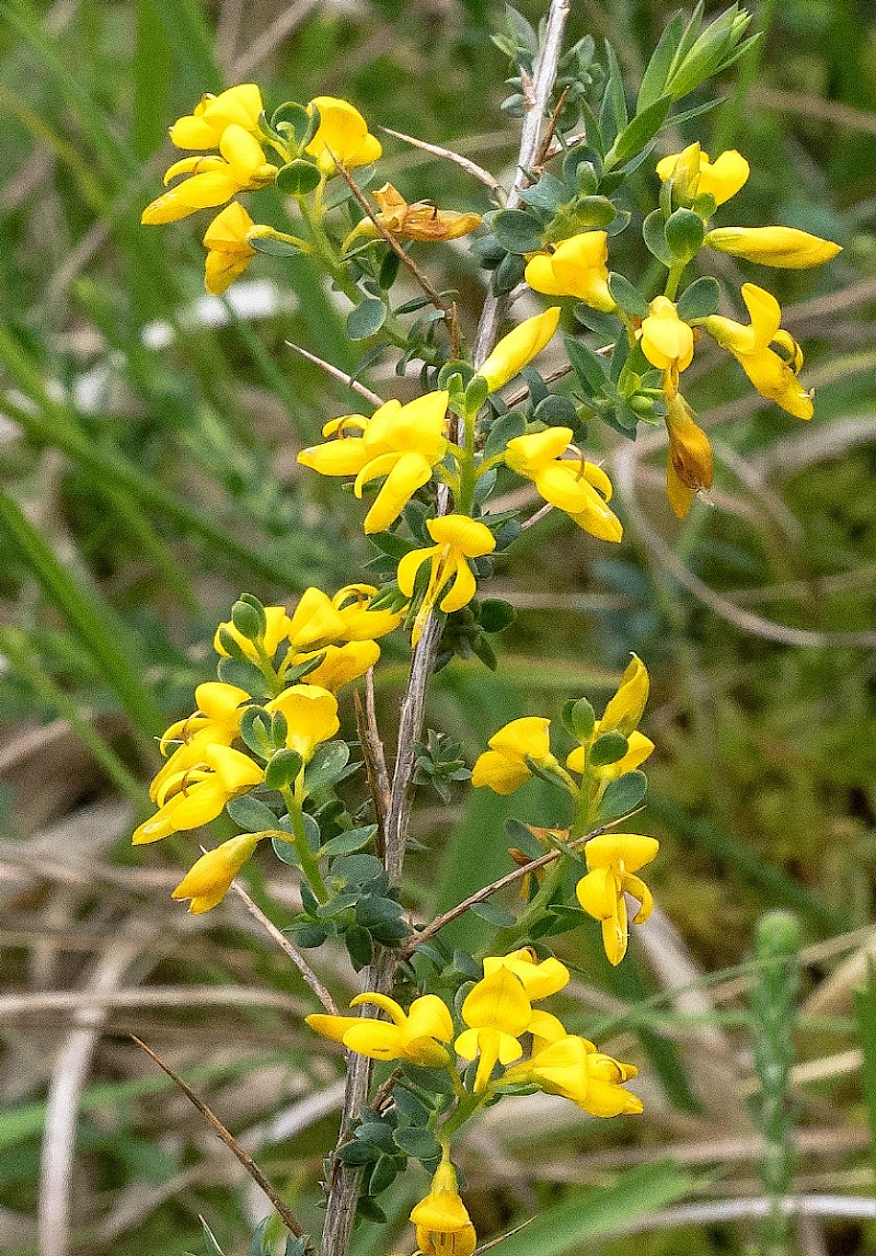 Genista anglica - © Charles Hipkin