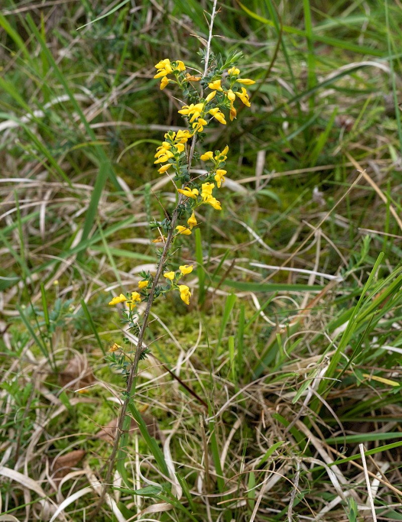 Genista anglica - © Charles Hipkin