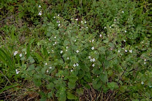 Clinopodium ascendens, Common Calamint, Common Calamint