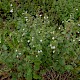 Clinopodium ascendens, Common Calamint,