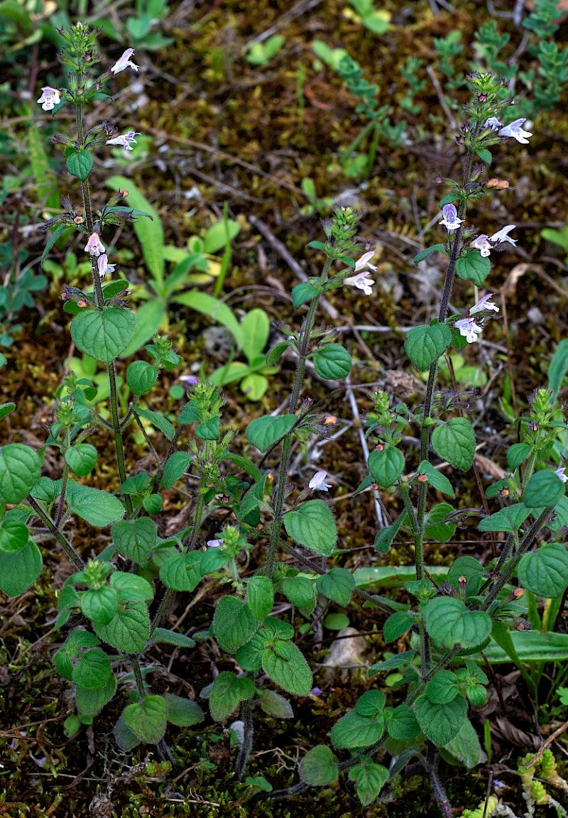 Clinopodium ascendens, Common Calamint, - © Charles Hipkin