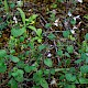 Clinopodium ascendens, Common Calamint,