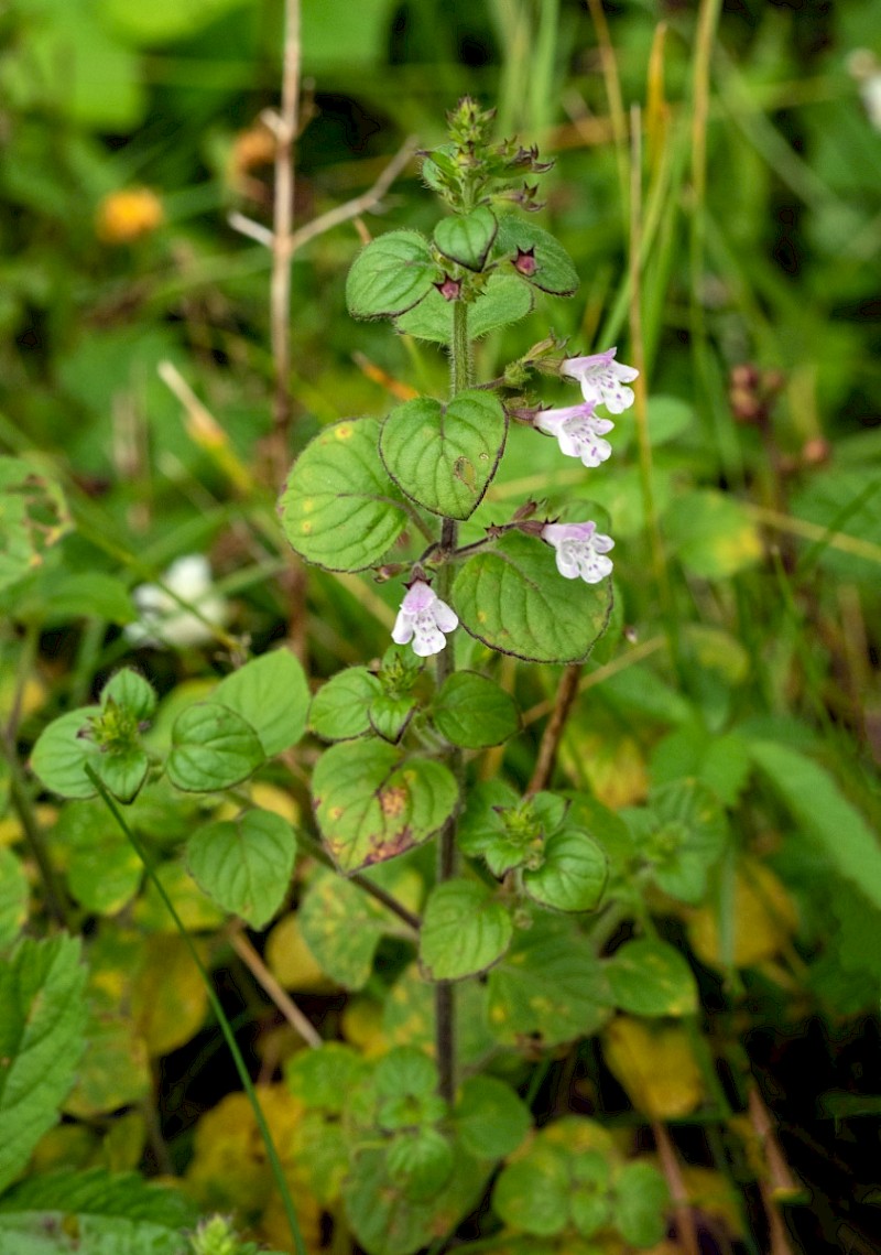 Clinopodium ascendens, Common Calamint, - © Charles Hipkin