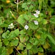 Clinopodium ascendens, Common Calamint,