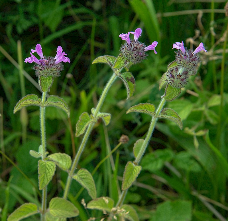 Clinopodium vulgare - © Charles Hipkin