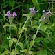 Clinopodium vulgare