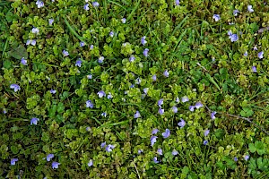 Veronica filiformis Slender Speedwell