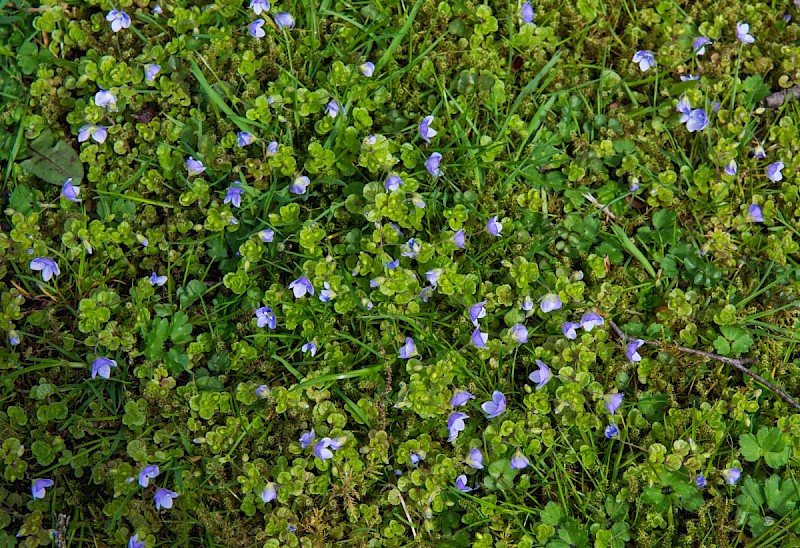 Veronica filiformis - © Charles Hipkin