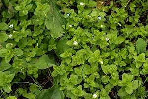 Veronica agrestis Green Field-speedwell