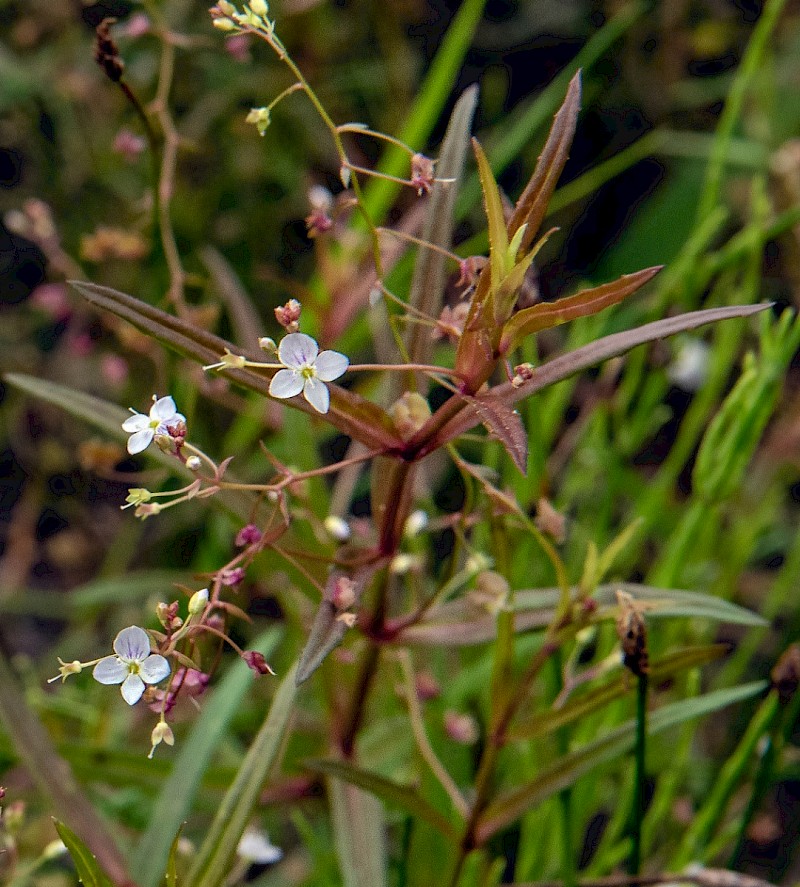 Veronica scutellata - © Charles Hipkin