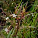 Veronica scutellata