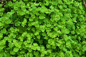 Veronica hederifolia Ivy-leaved Speedwell