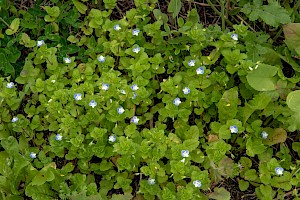 Veronica persica Common Field-speedwell