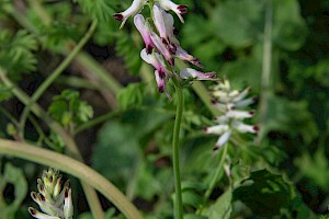 Fumaria capreolata White Ramping-fumitory