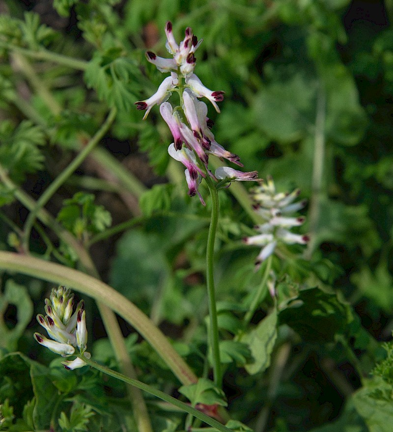 Fumaria capreolata - © Charles Hipkin