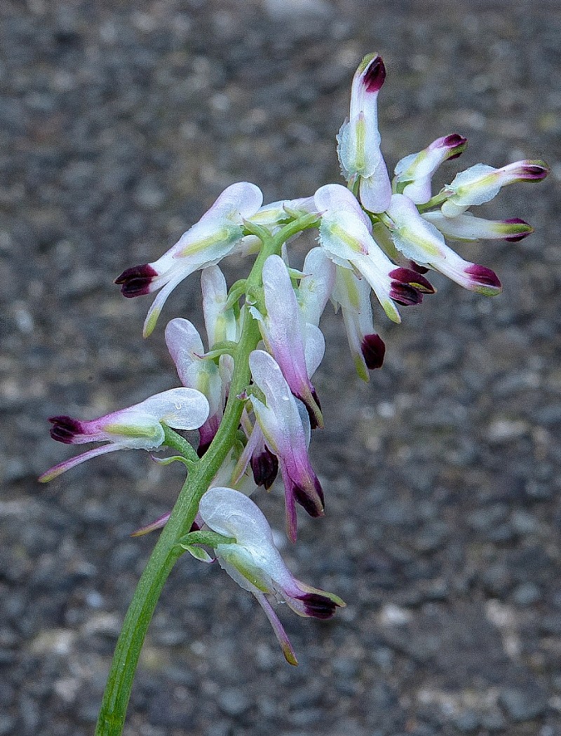 Fumaria capreolata - © Charles Hipkin