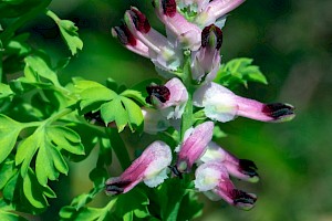 Fumaria muralis Common Ramping-fumitory