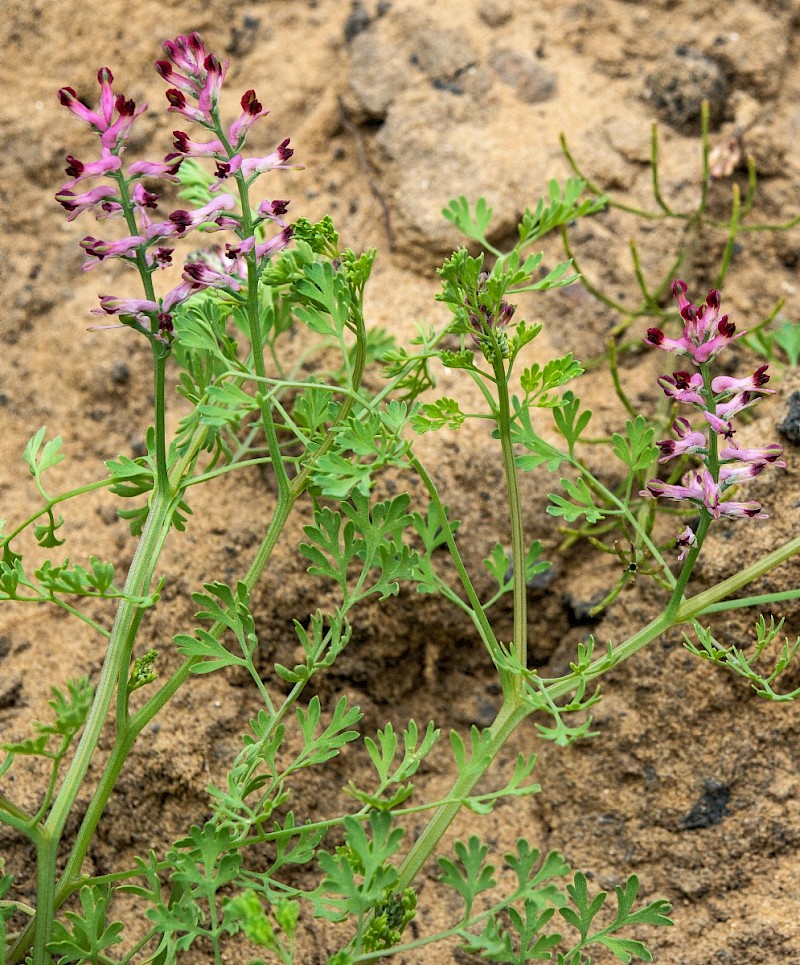 Fumaria officinalis - © Charles Hipkin