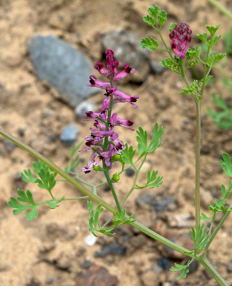 Fumaria officinalis - © Charles Hipkin