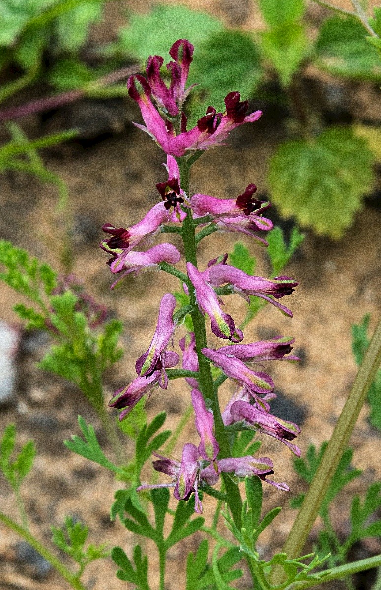 Fumaria officinalis - © Charles Hipkin