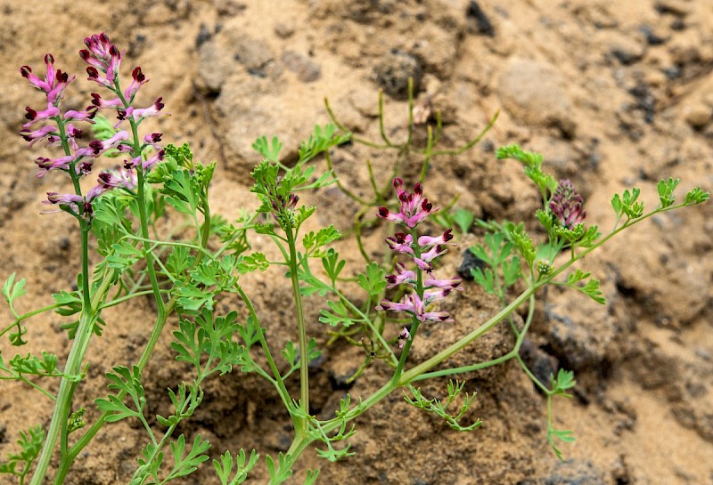 Fumaria officinalis - © Charles Hipkin