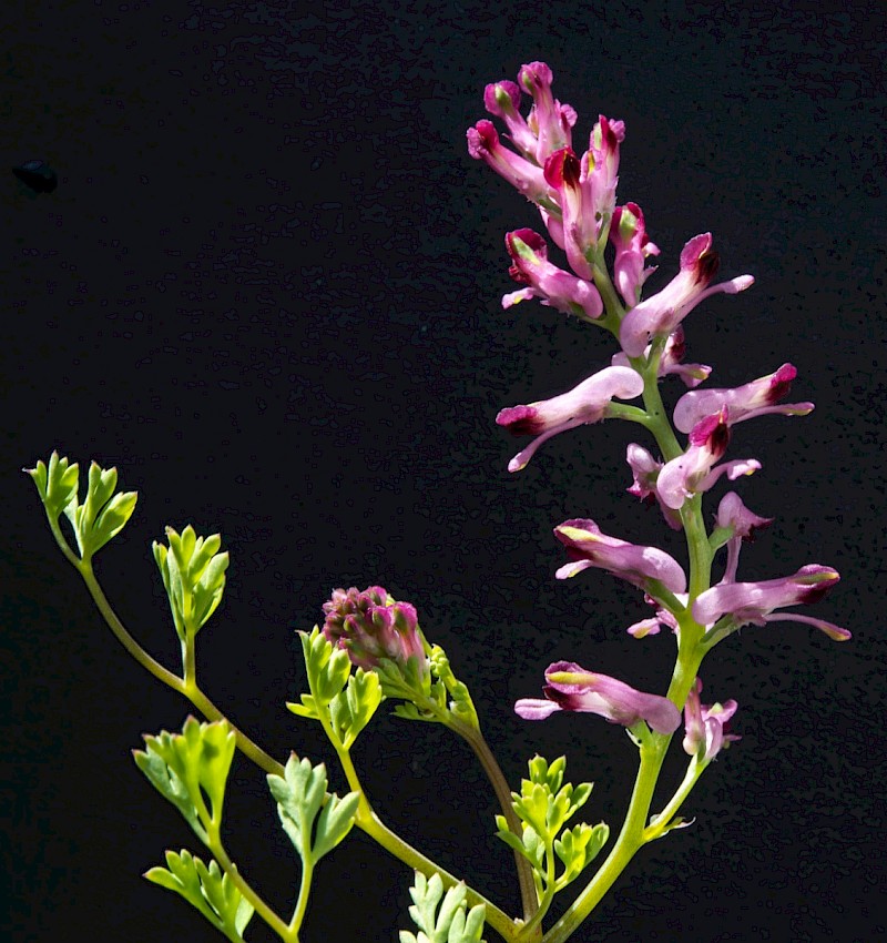 Fumaria officinalis - © Charles Hipkin