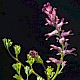 Fumaria officinalis