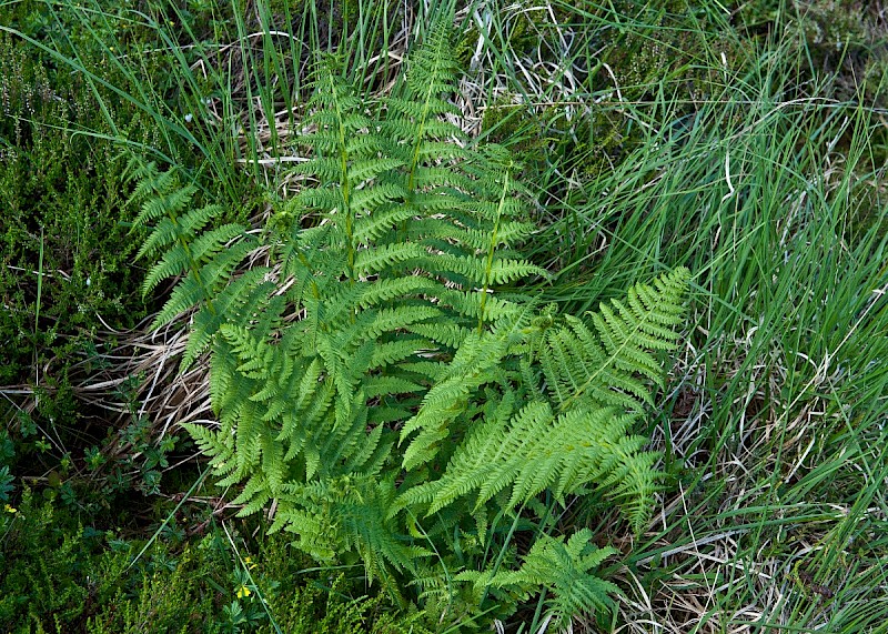 Oreopteris limbosperma - © Charles Hipkin