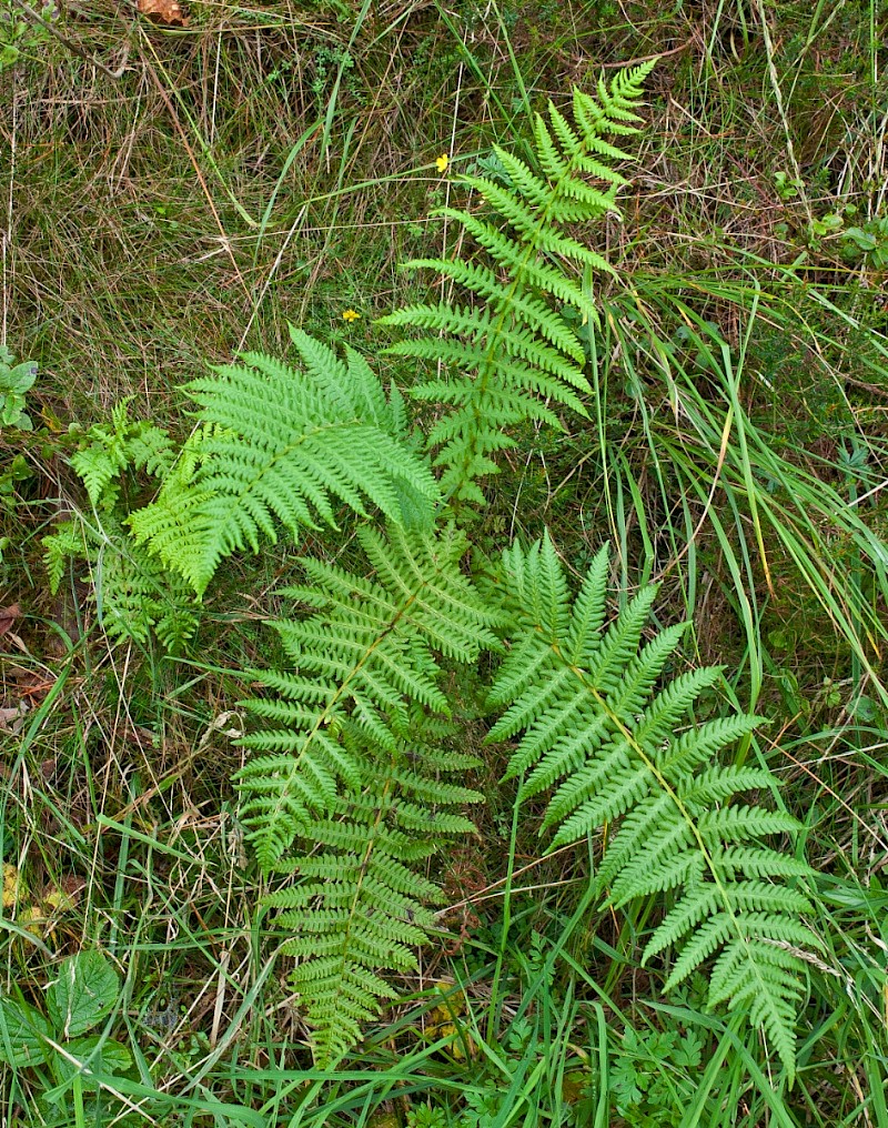 Oreopteris limbosperma - © Charles Hipkin