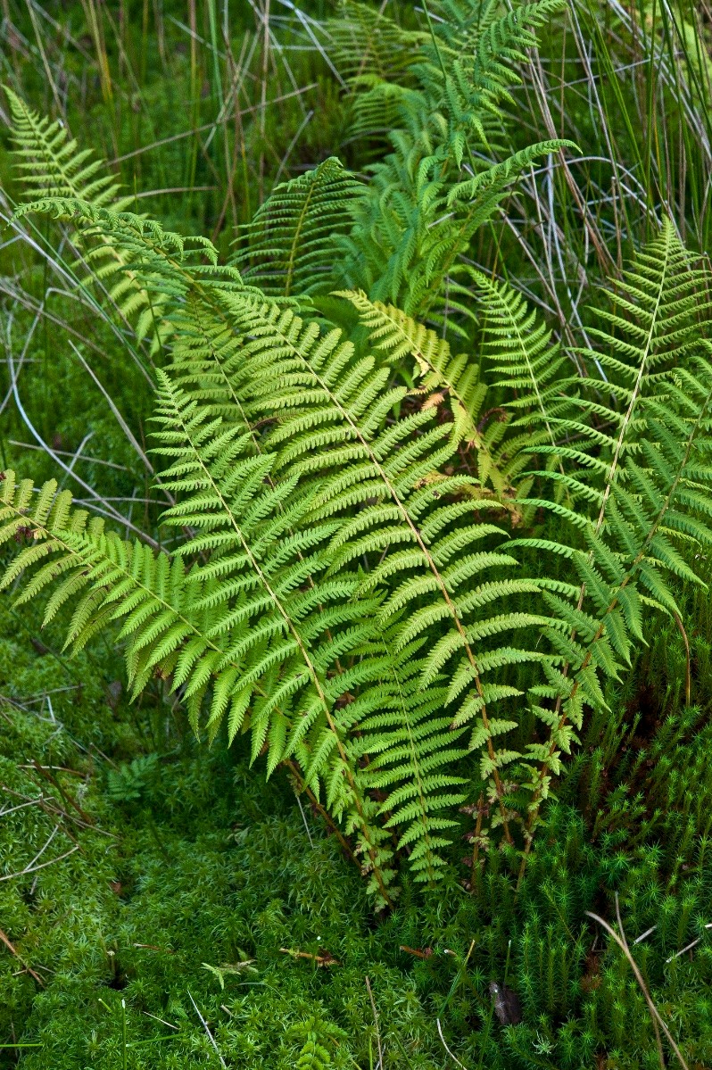 Oreopteris limbosperma - © Charles Hipkin