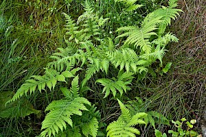 Phegopteris connectilis Beech Fern