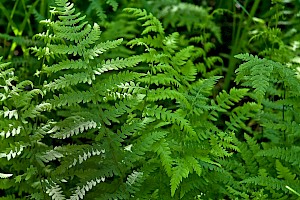 Thelypteris palustris Marsh Fern