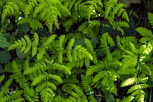 Gymnocarpium dryopteris Oak Fern