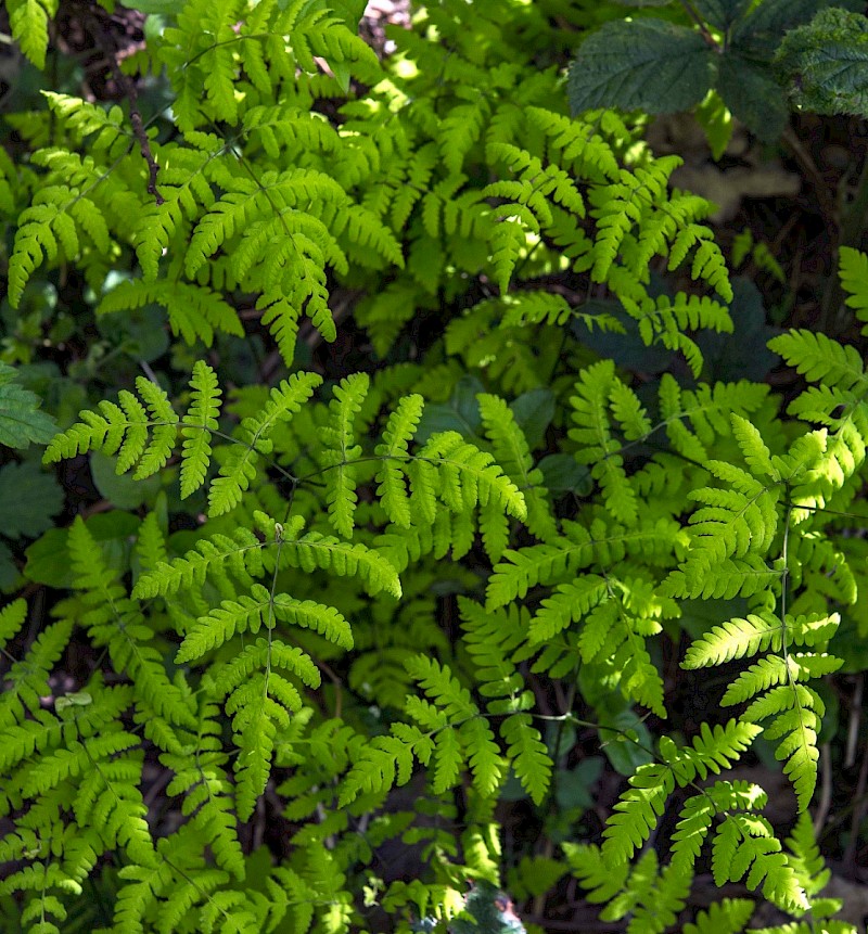 Gymnocarpium dryopteris - © Charles Hipkin