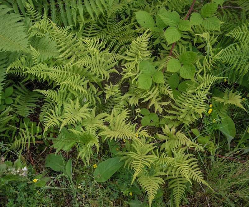 Phegopteris connectilis - © Charles Hipkin