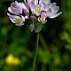 Allium roseum