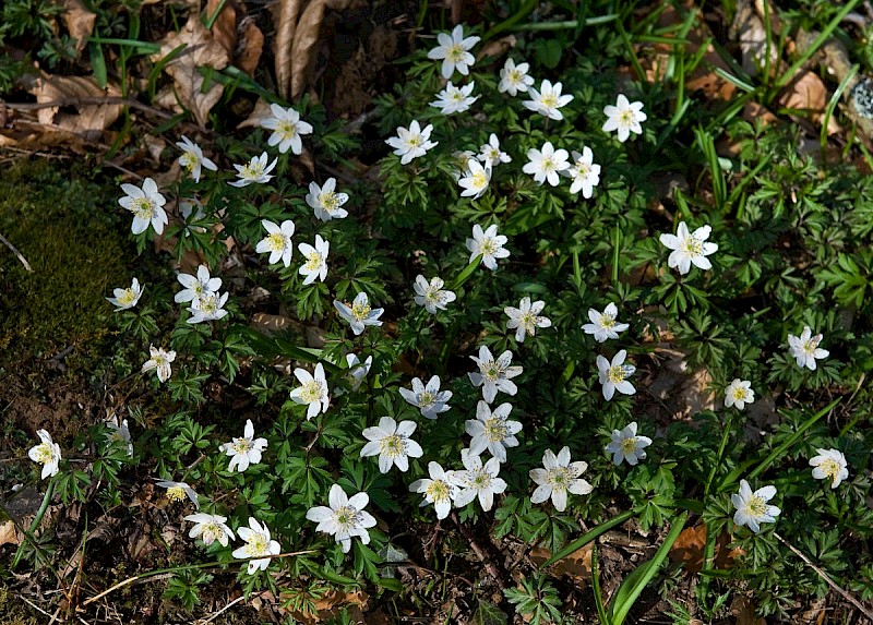 Anemone nemorosa - © Charles Hipkin