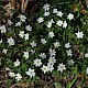 Anemone nemorosa