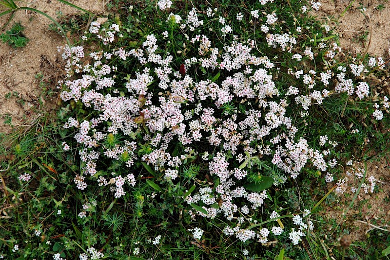 Asperula cynanchica - © Charles Hipkin