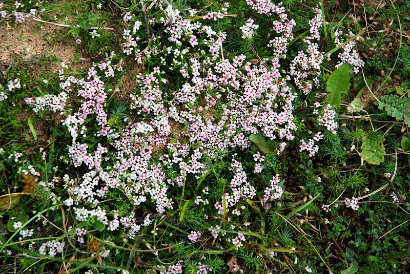 Asperula cynanchica - © Charles Hipkin