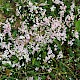 Asperula cynanchica