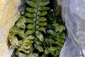 Asplenium marinum Sea Spleenwort