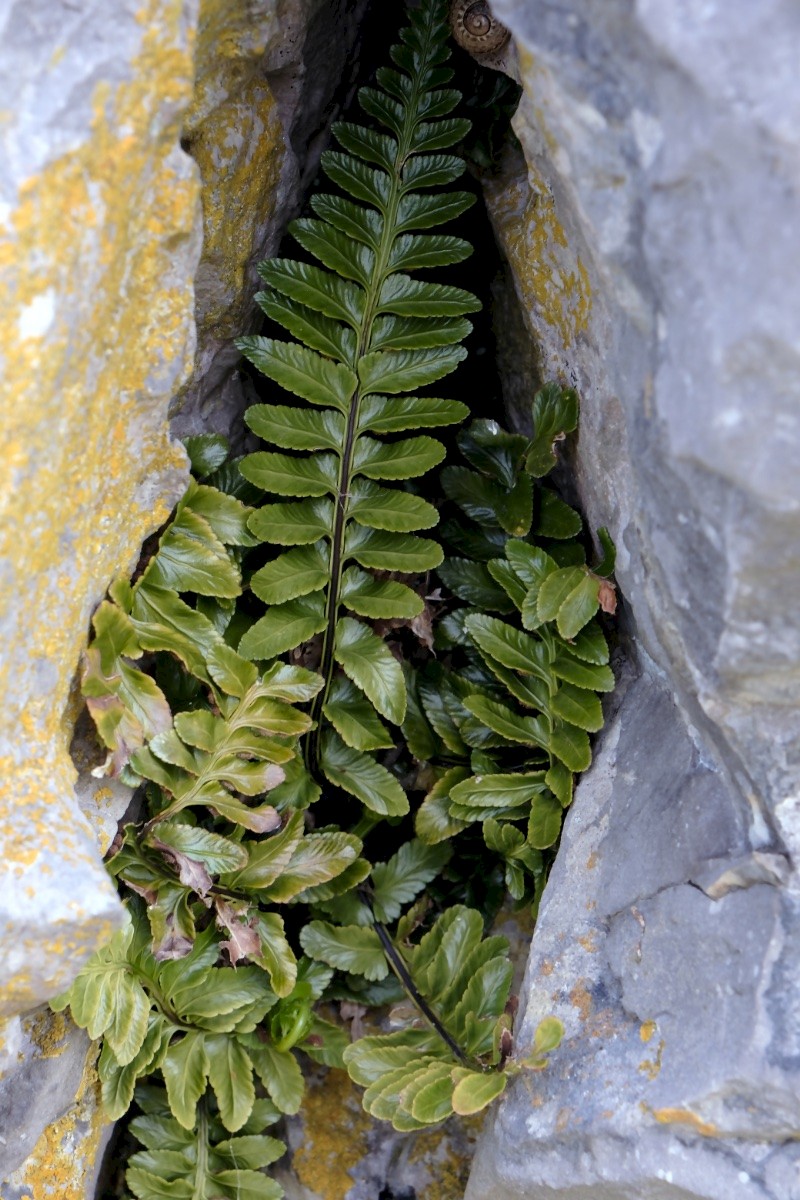 Asplenium marinum - © Charles Hipkin